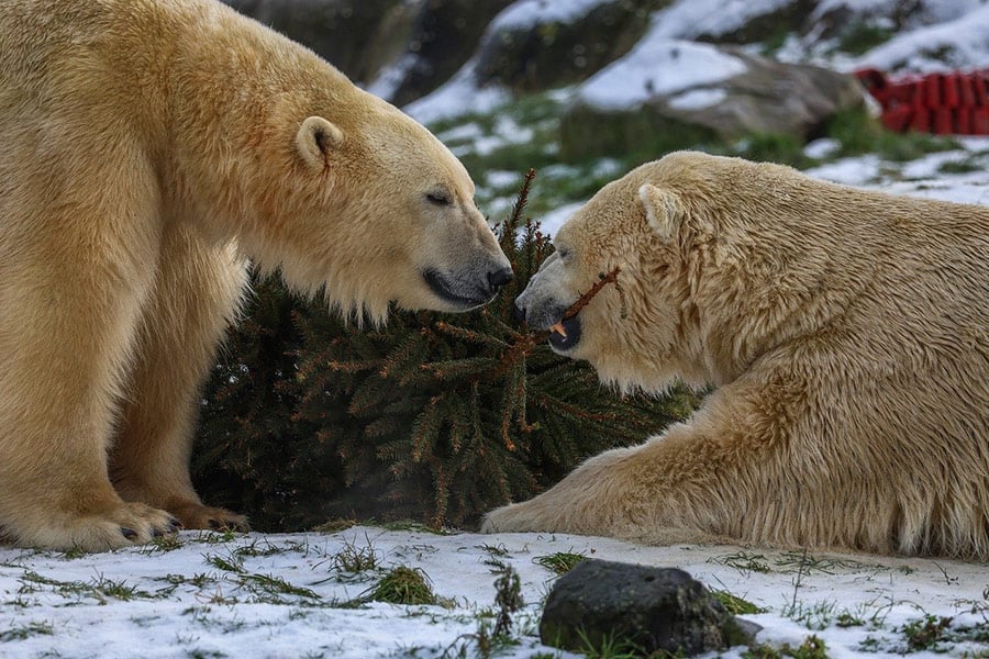 IJsberen spelen met dennenboom