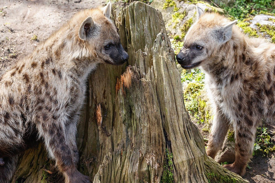 Twee hyena dieren geconfronteerd