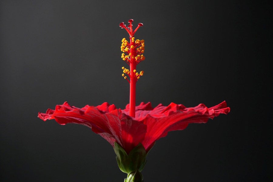 Flor de hibisco rojo