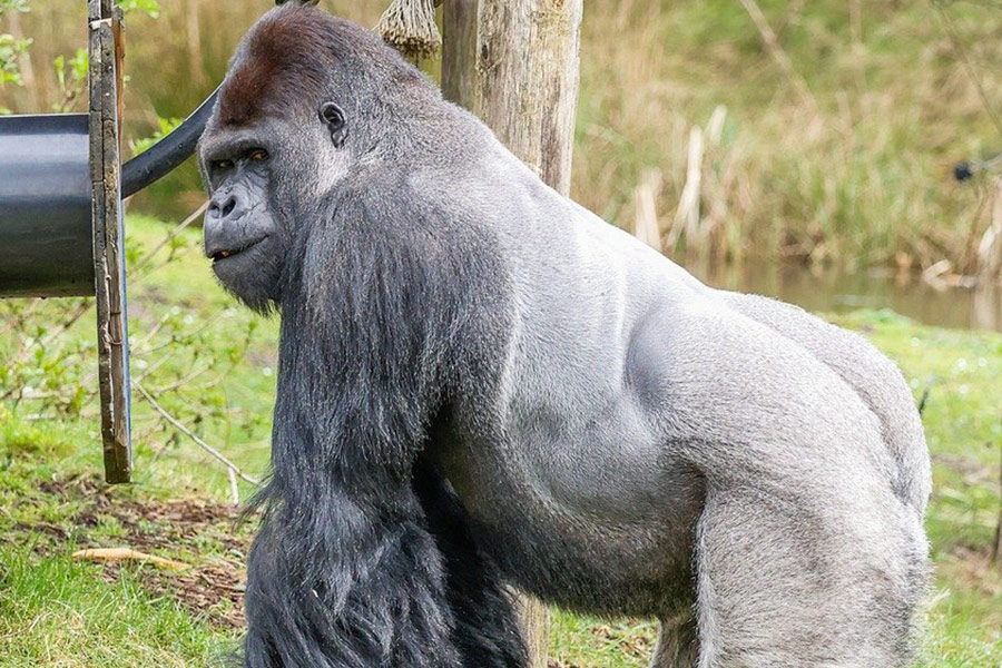 Perfecte gorilla