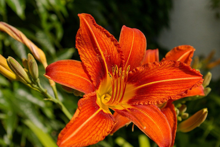 Flor de lirio naranja