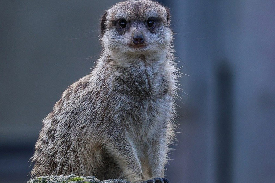 Meerkat kijken