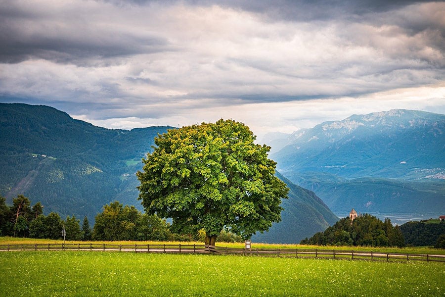 Einsame grüne Baumwiese
