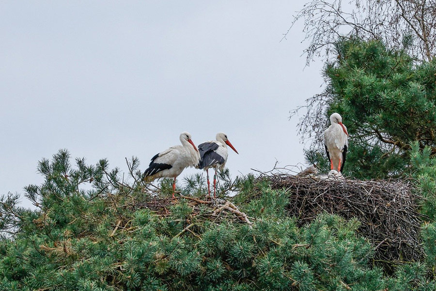 Lange Schnäbel Störche Vögel