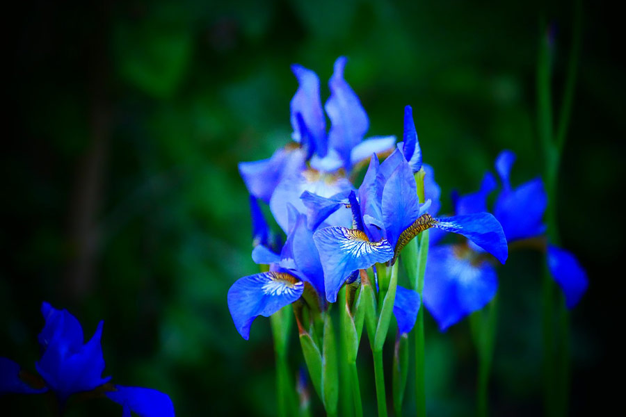 Lirio iris flores azules