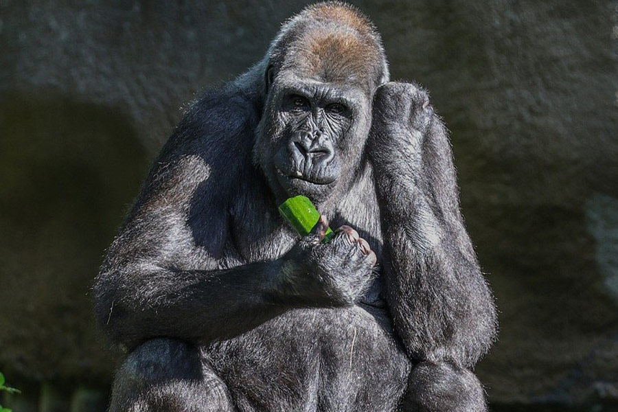 Gorilla-aap die komkommer eet