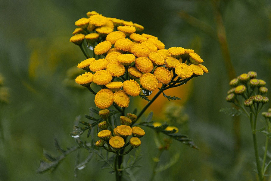 Hermosa planta de flores amarillas