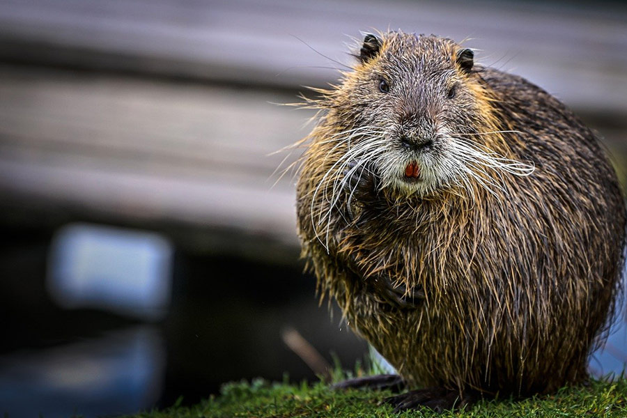 Waterreet bever knaagdier