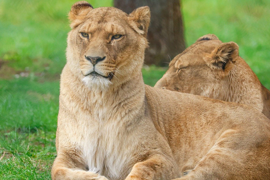 Leeuwin in dierentuin
