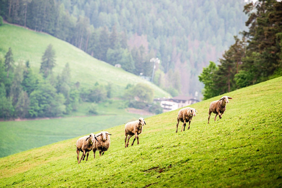 Schafe laufen auf der Bergseite