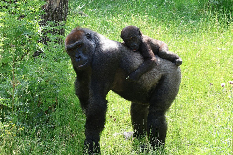 Babygorilla op mama's rug