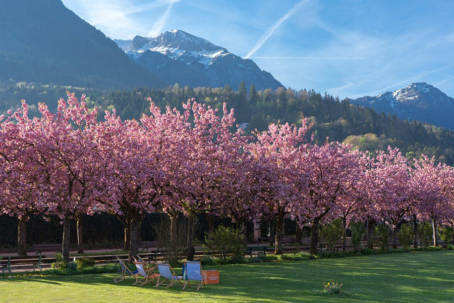 Blooming cherry tress