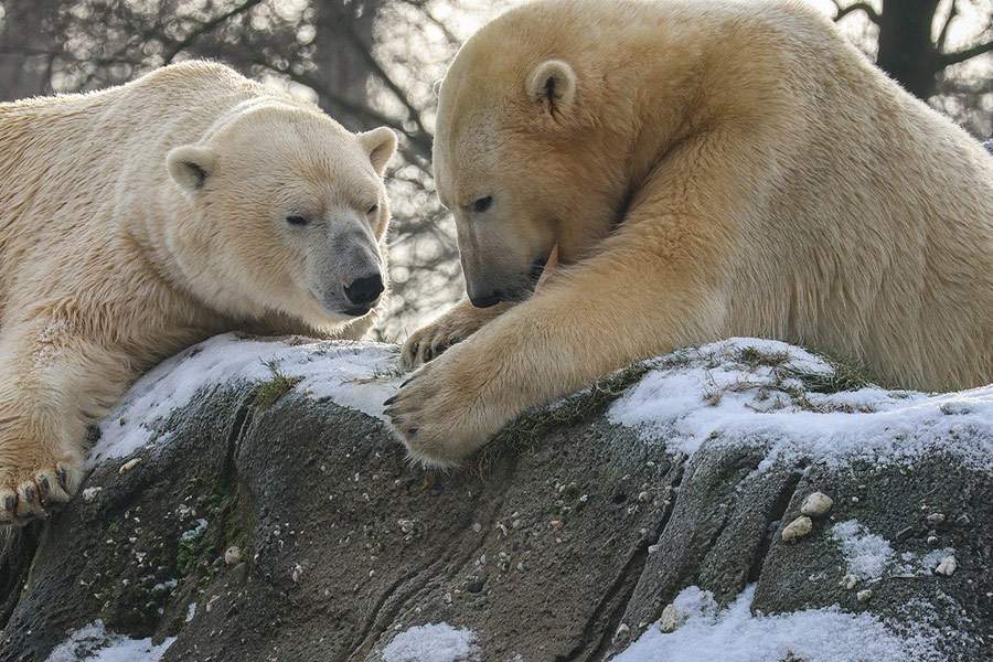 Twee witte ijsberen ontspannen