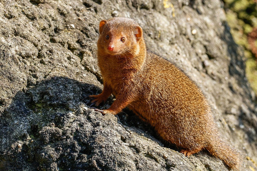 Mongoes dierlijk zoogdier