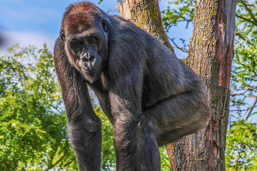 Gorilla bovenkant van de kofferbak