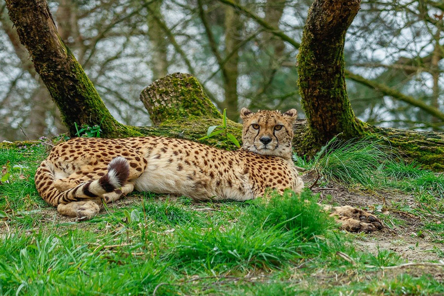 Katachtige zoogdiercheetah