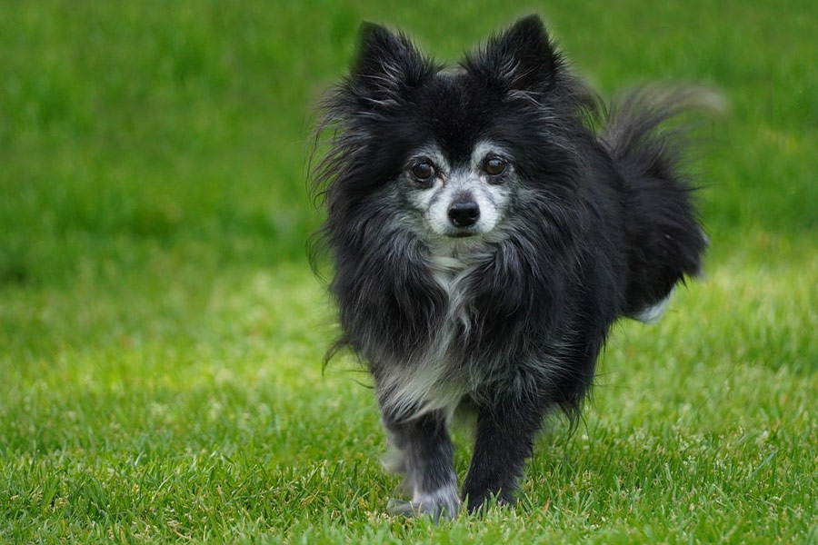 Zwarte chihuahuahond uitgevoerd