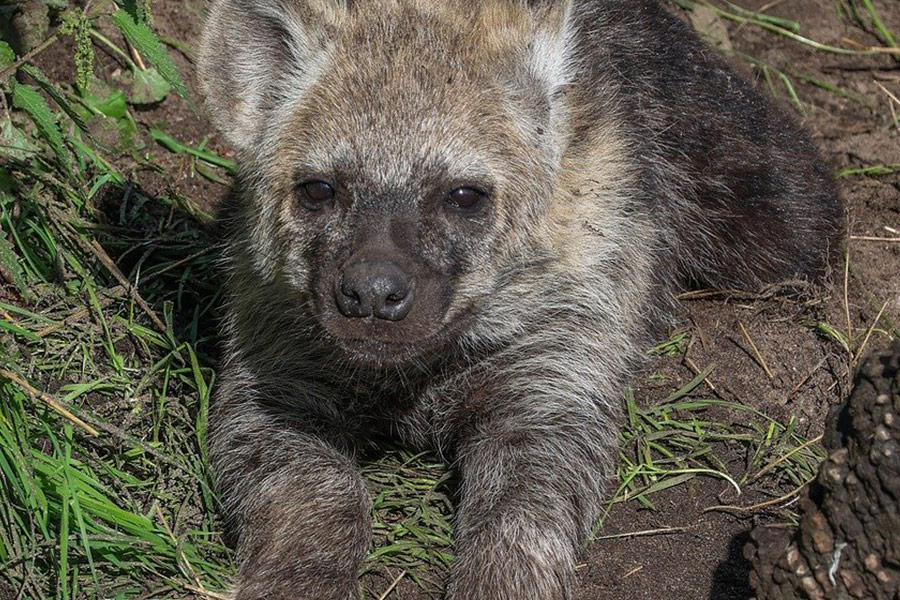 Baby-hyena