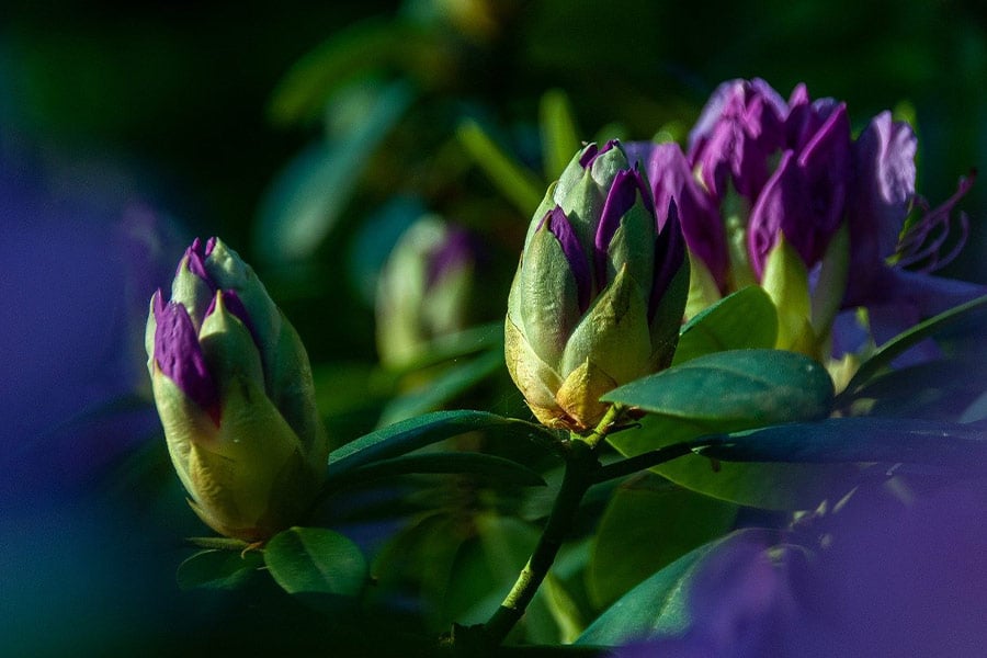 Capullos de flores de rododendro de primavera