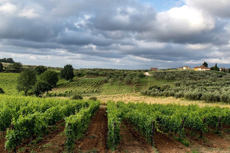 Weingut Weinbau Landwirtschaft