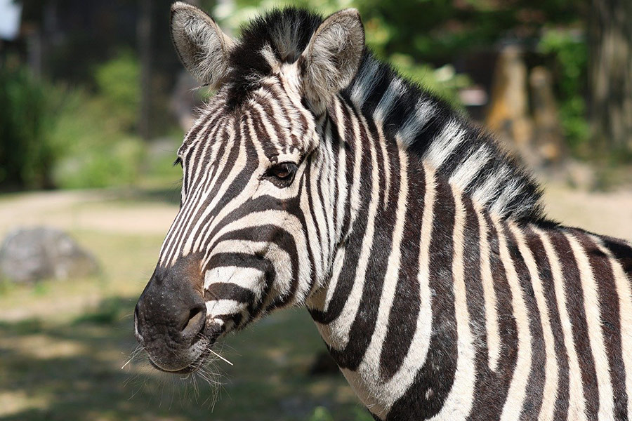 Zebra dichtbij beeld