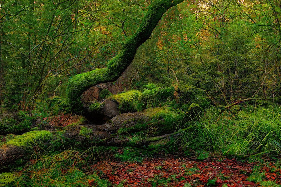 Woodland moss forest