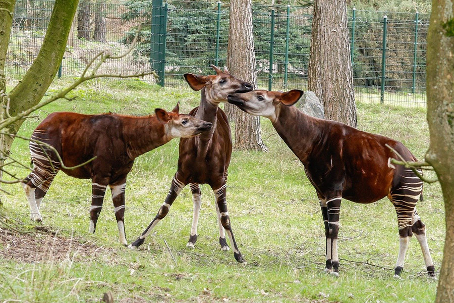 Okapi-dieren