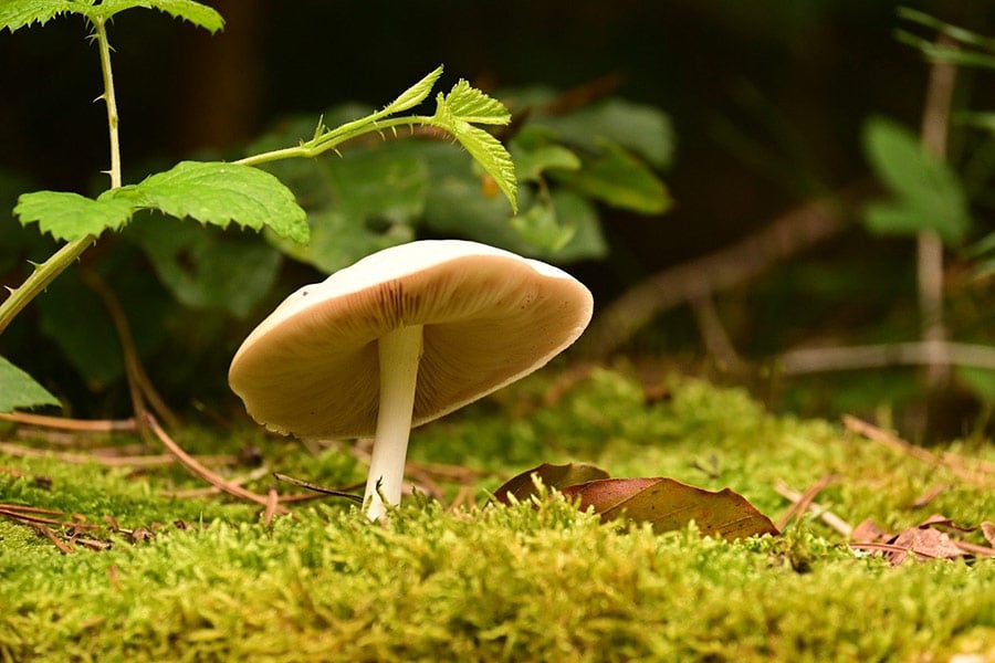 Mushroom white forest