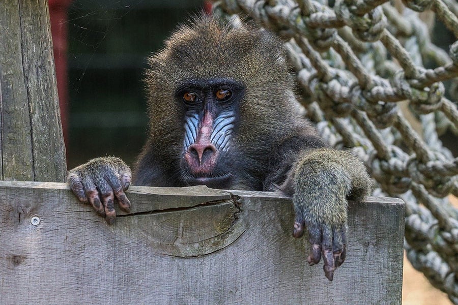 Baviaan aap aap
