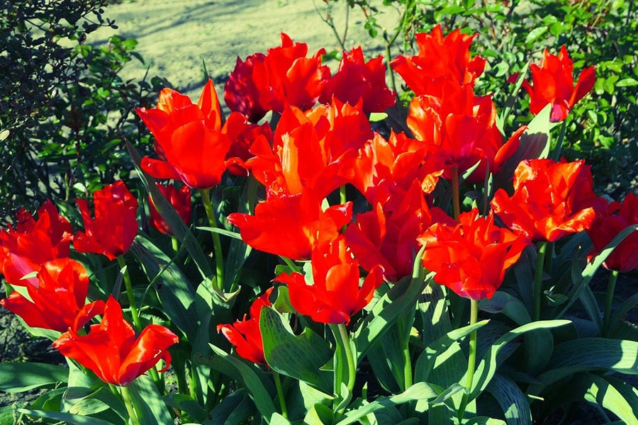 Hermosa flor roja yulpe