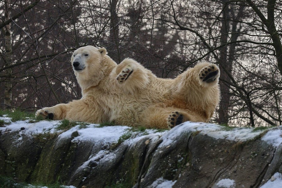 Staat op het punt een ijsbeer te leggen
