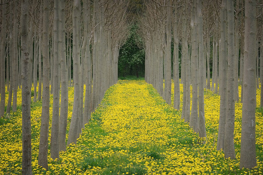 Löwenzahn Wiese Wald