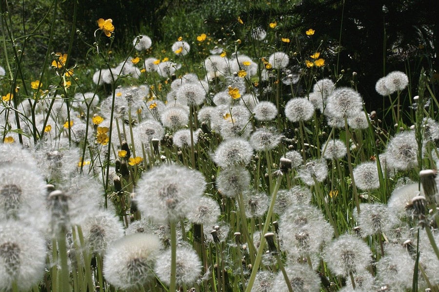 Meadow dandelion seed stand