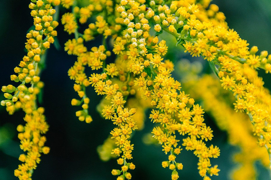 Hermosas flores pequeñas amarillas que florecen