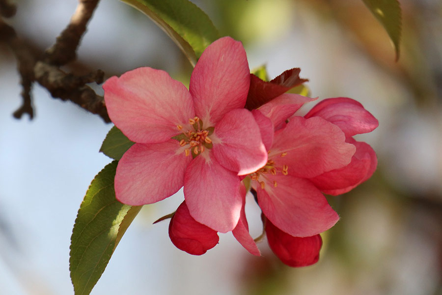 imagen de abril kvist korn