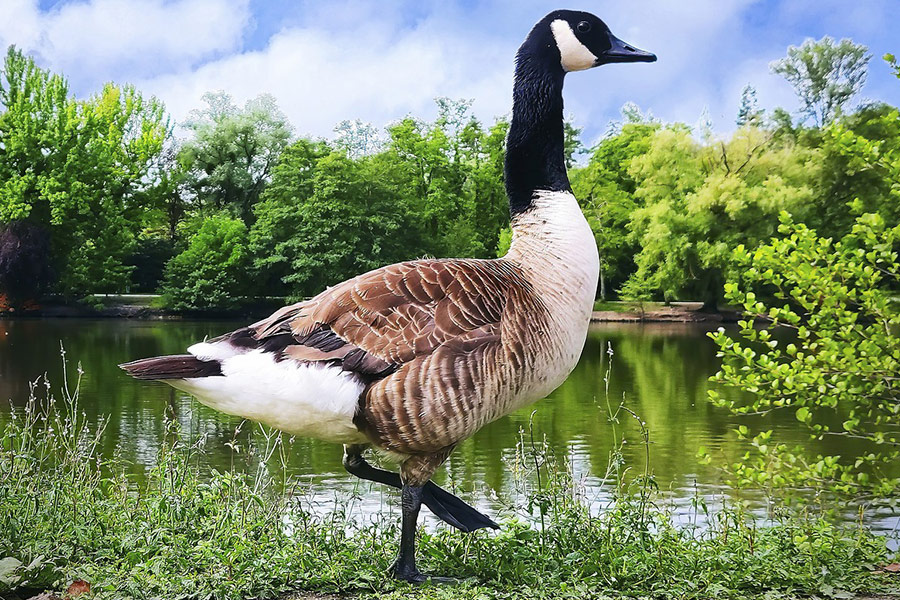Canadian goose bird