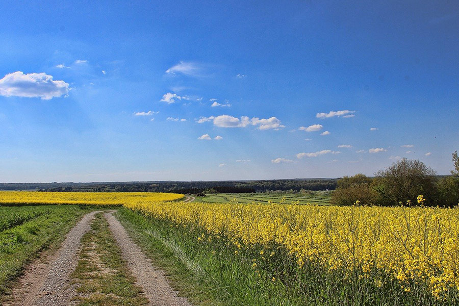 Landschaftsfeld aus Raps