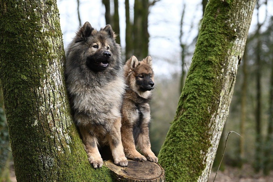 Euraziatische Plinn-honden