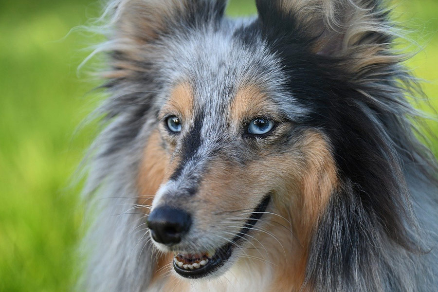 Shetland schapenhond dier