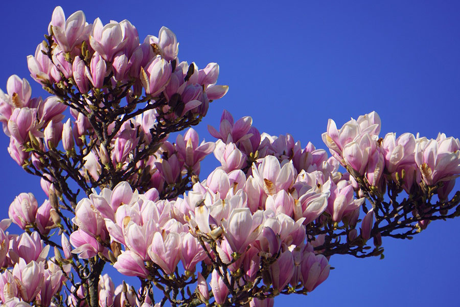 Flores de magnolia florecen