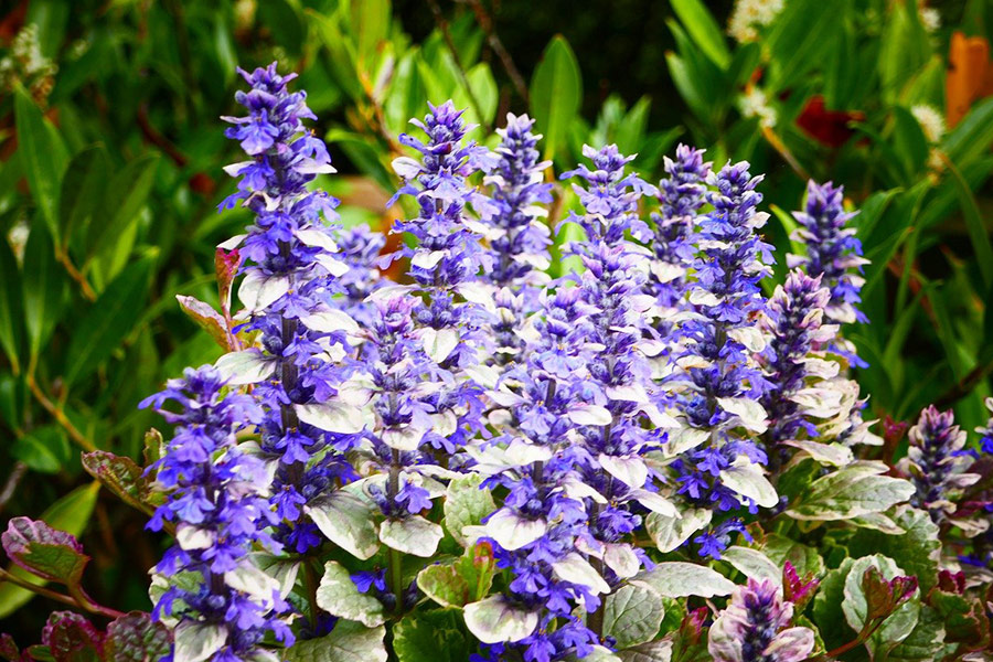 Flores azules veraniegas