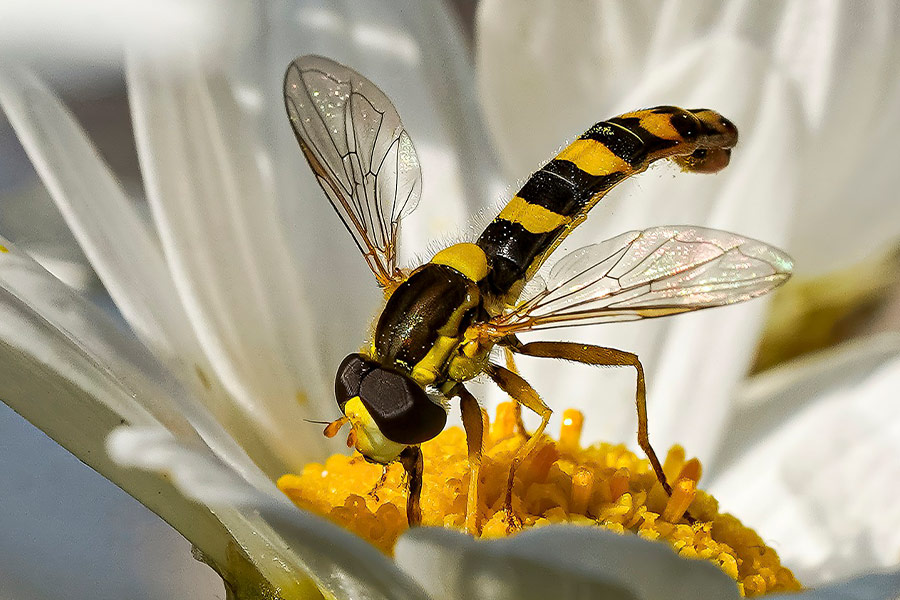 Muchy bzygowe zapylają owady