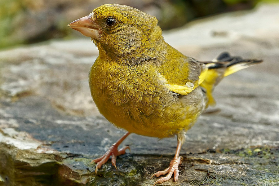 Europäischer Grünfink sitzt auf einem Vogel