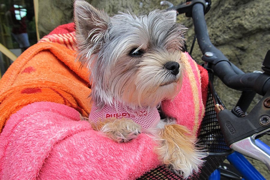 Hondenrace chihuahua