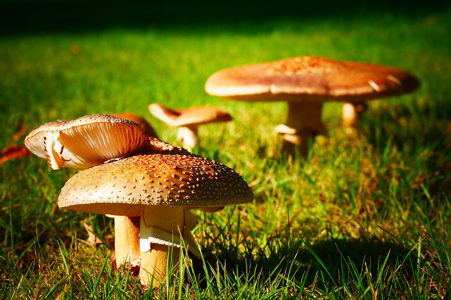 Fungi mushroom growing grass