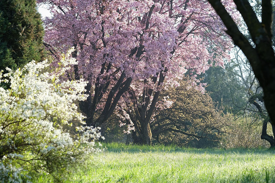 Nature blossoms spring time