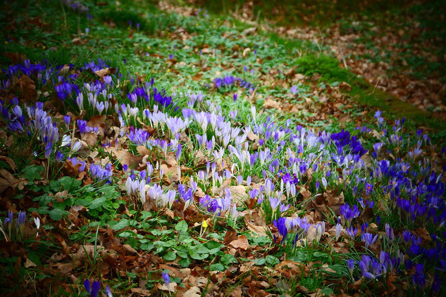 Azafranes parque flores florecen primavera