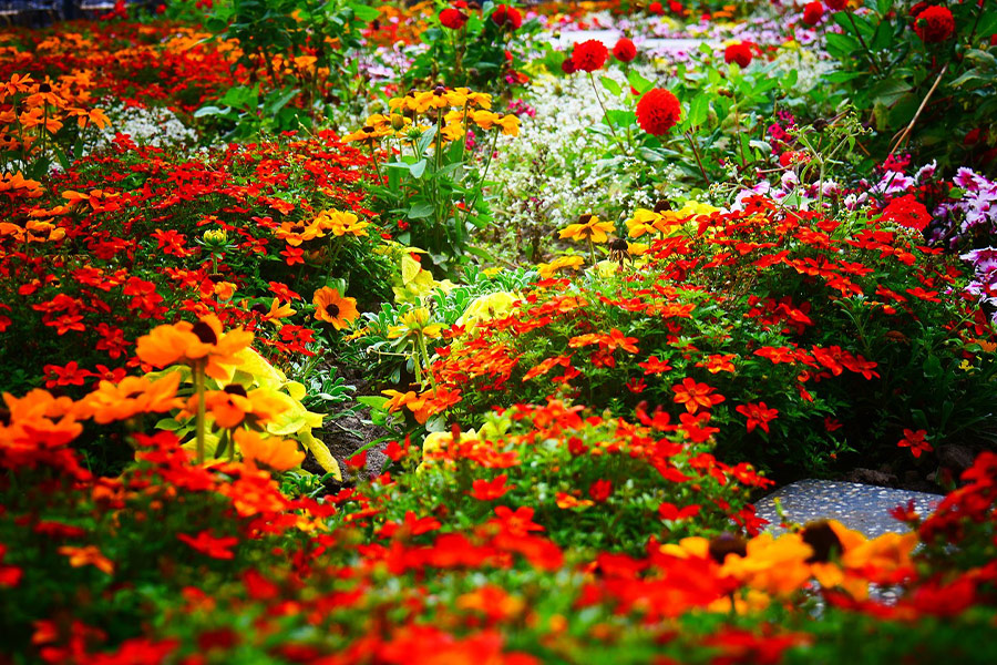 Mezcla de flores de jardín