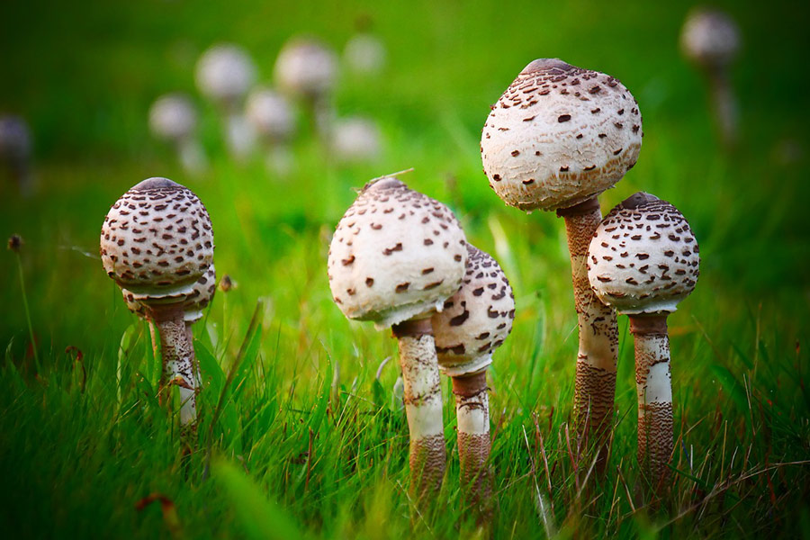 Spotty mushrooms