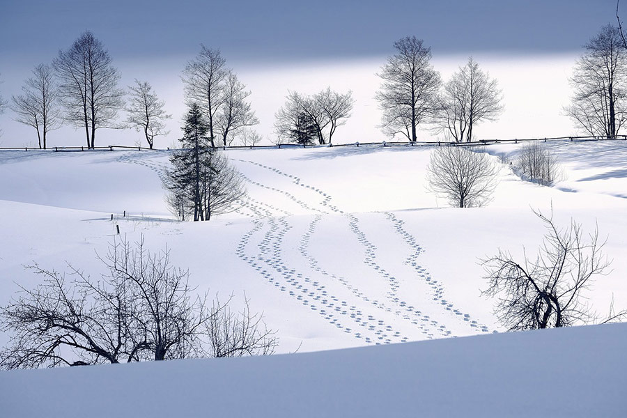 Belles marques de pieds blancs en hiver